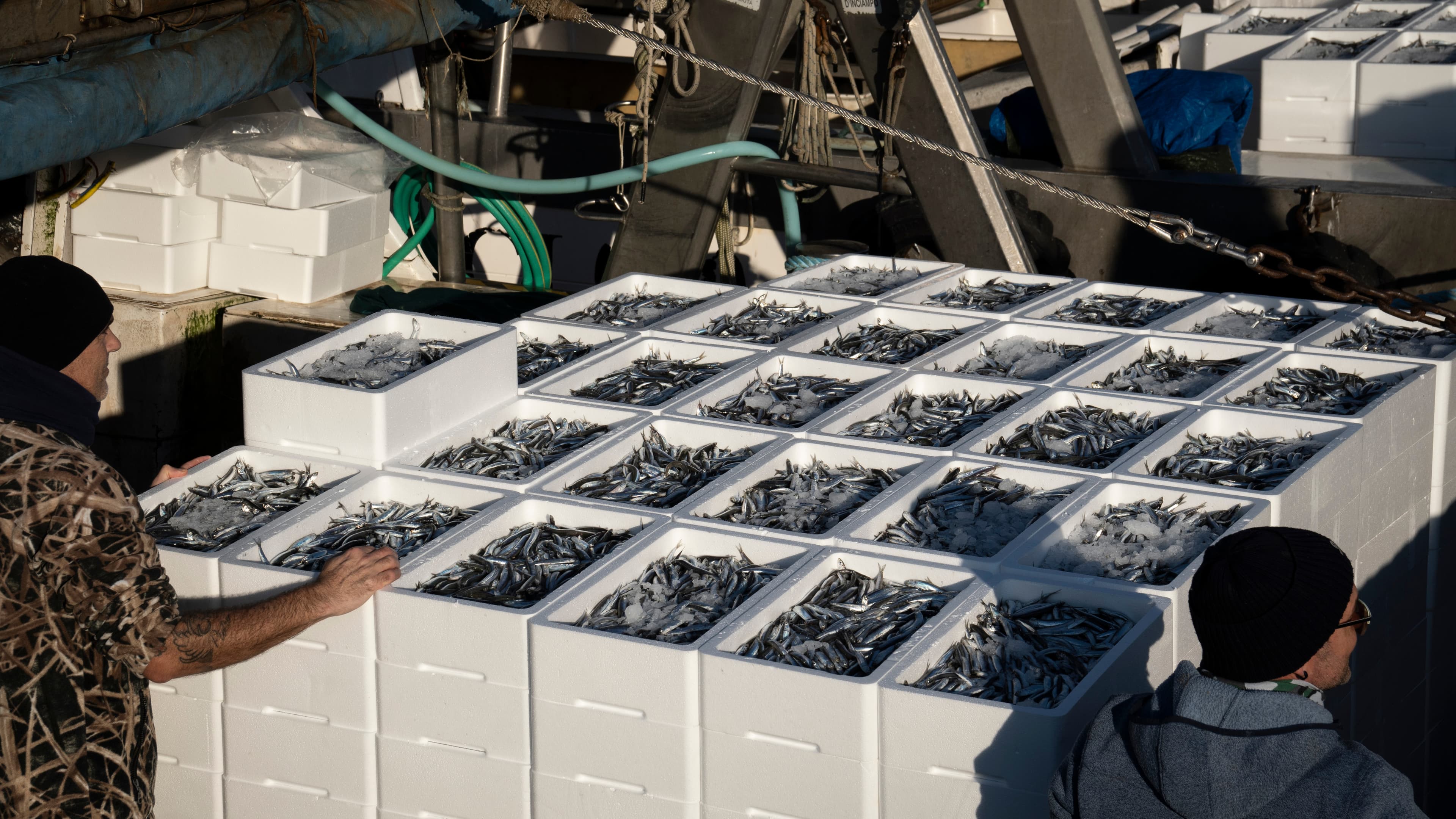 Sbarco pesce azzurro